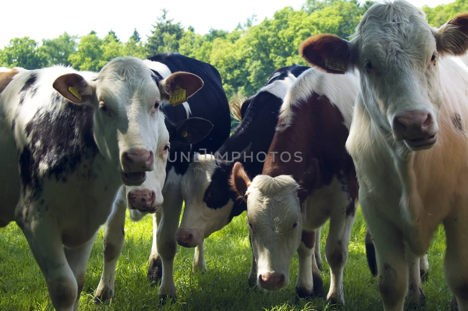 Close up of a bunch of dutch cows standing in a meadow.