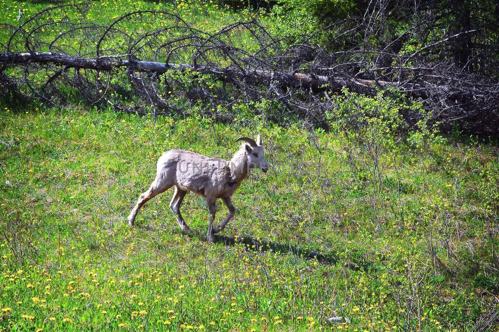 Image of a Mountain Goat strolling on a grassy mountain side.