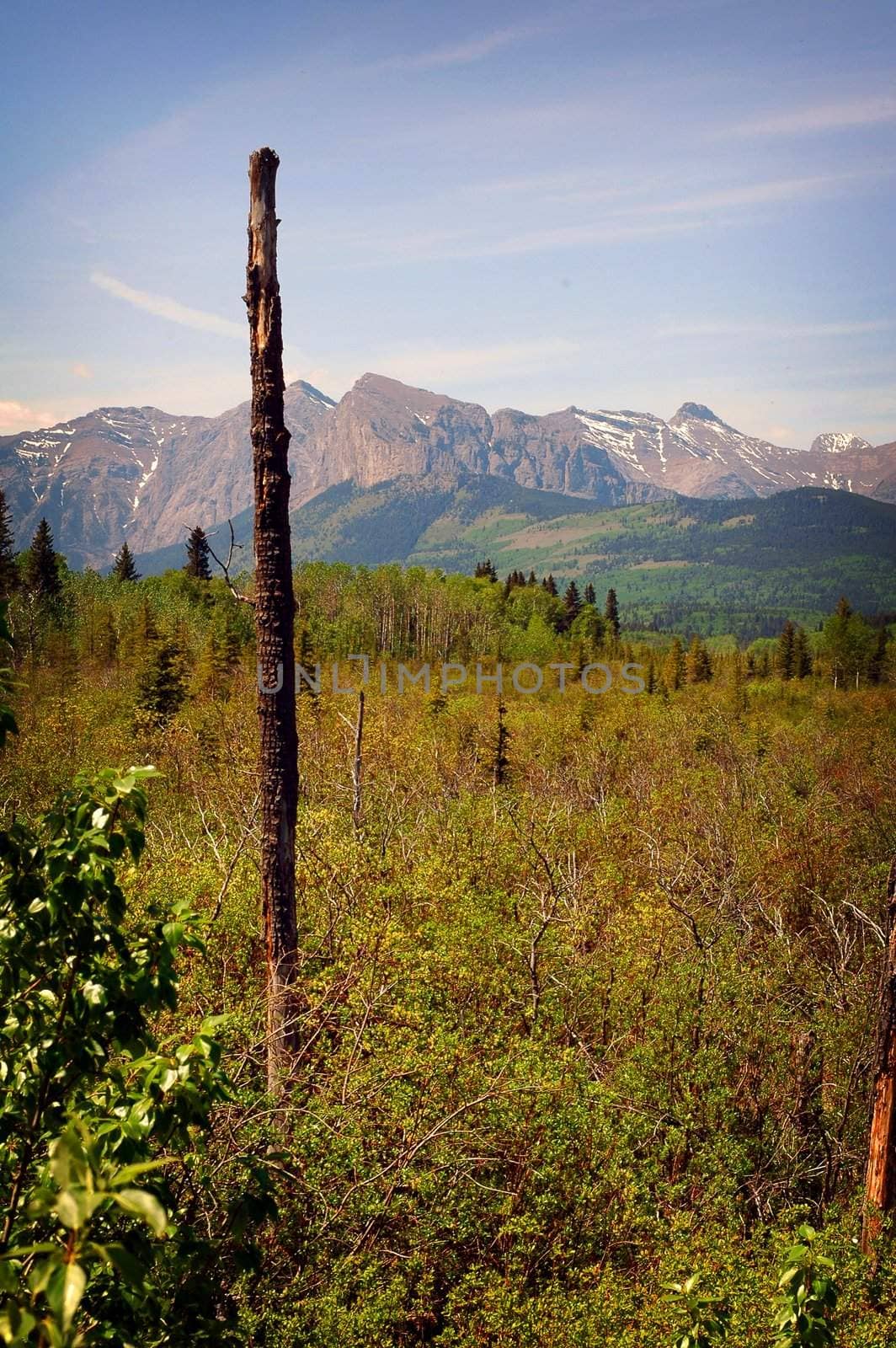 Scene in Banf Alberta showing a lone branchless dead tree, forest and mountains in the background on a clear blue sky day.