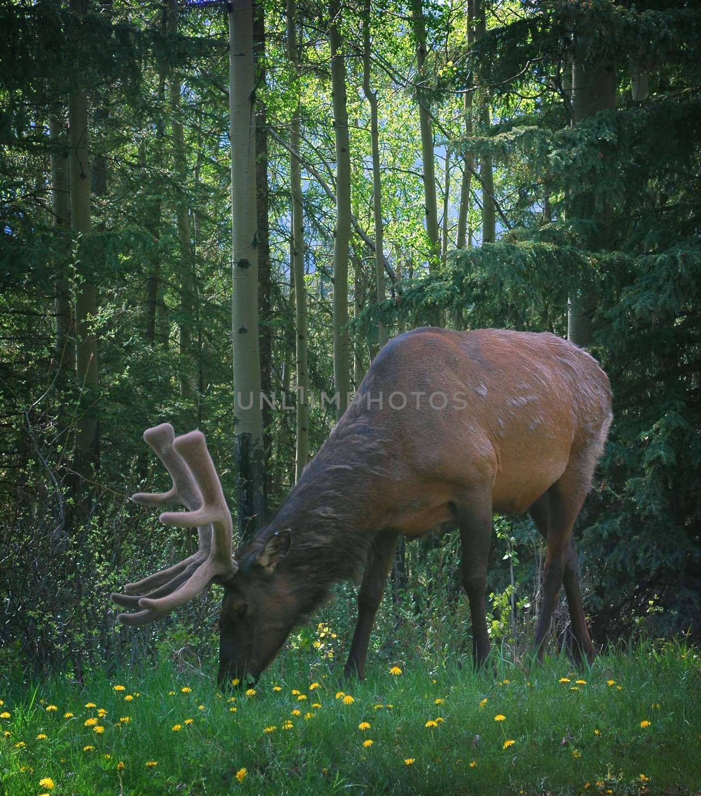 Elk grazing on grass in Banf Alberta.