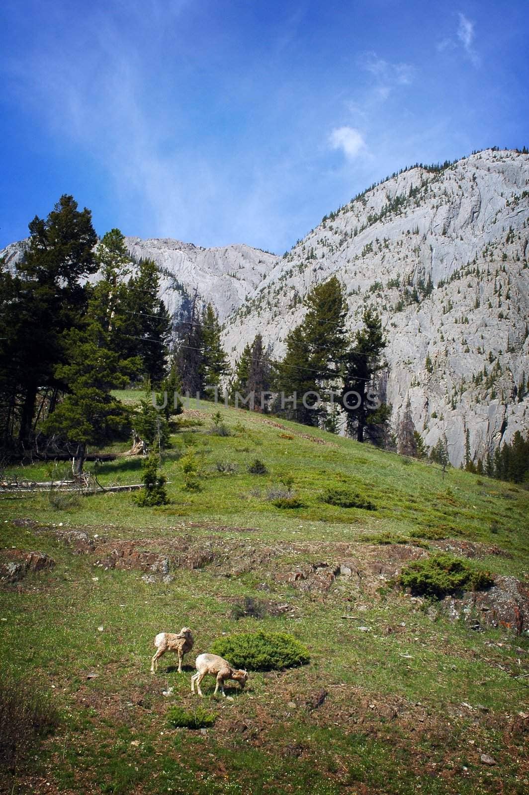 Image of Mountain Goats grazing on a grassy mountain side.