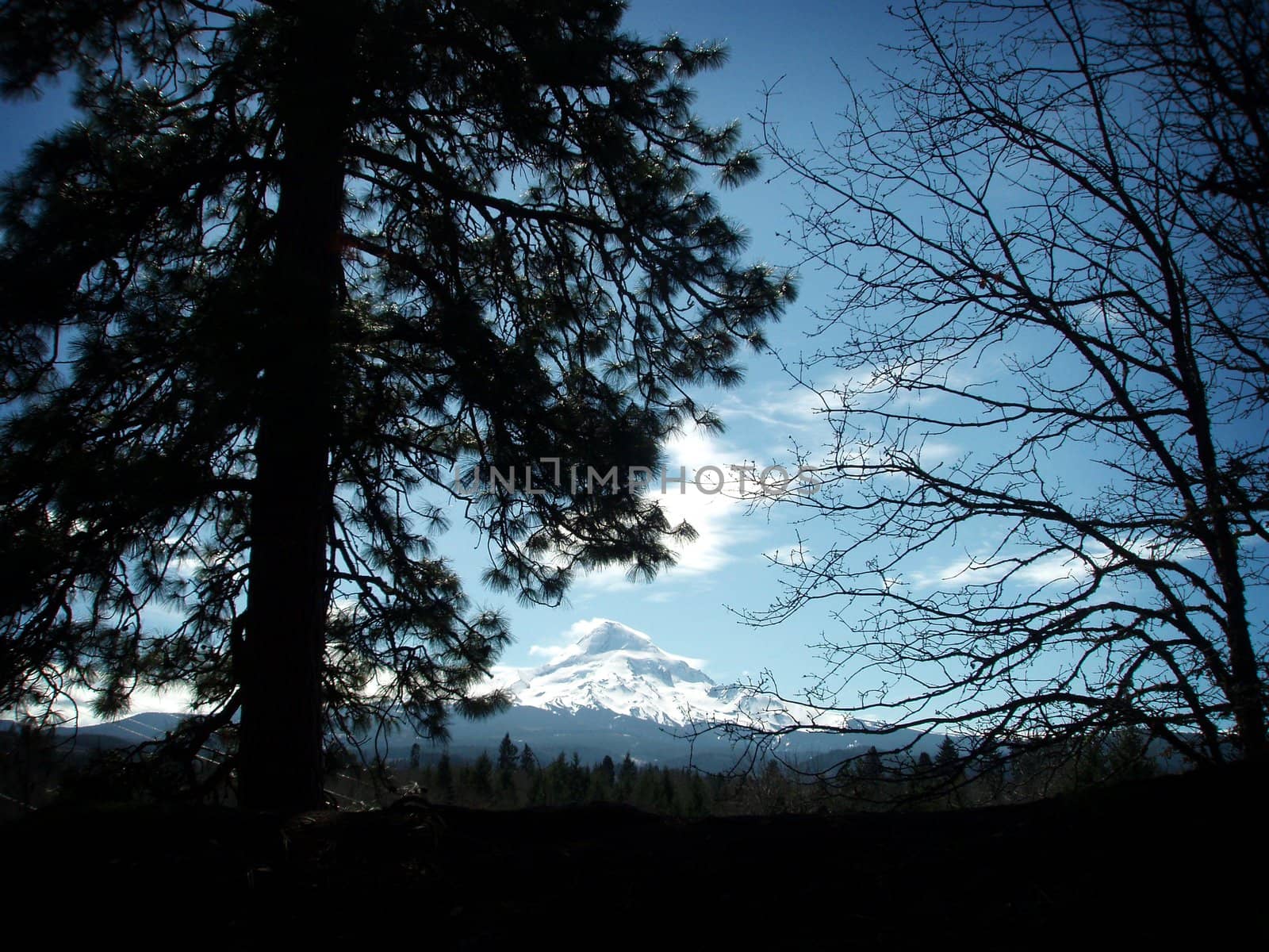 Silhouetted trees in foreground with Mt. Hood in the distantance against blue skys in the background.