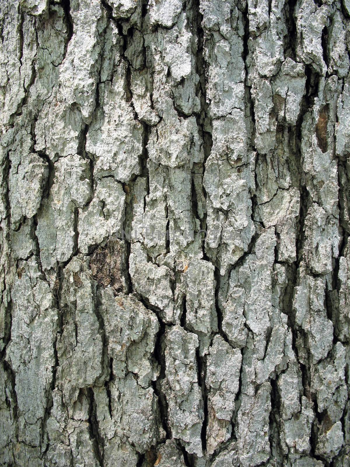 Tree bark texture - closeup of a tree trunk.