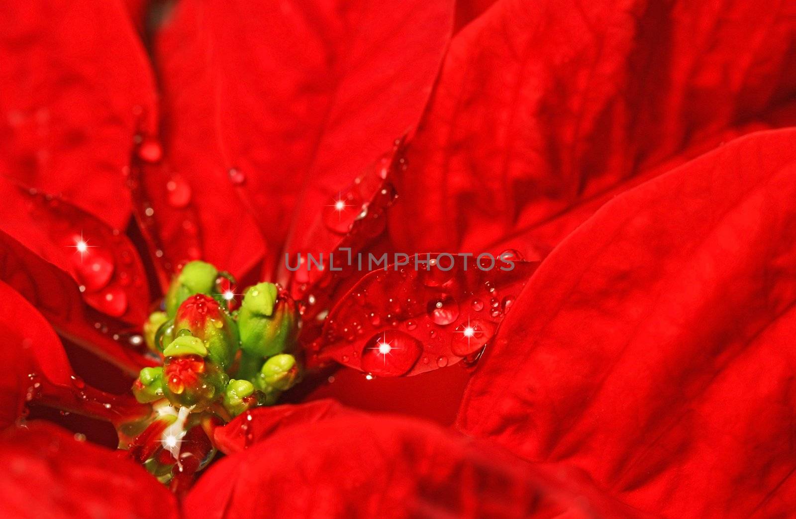 Red poinsettia with water droplets  by Sandralise