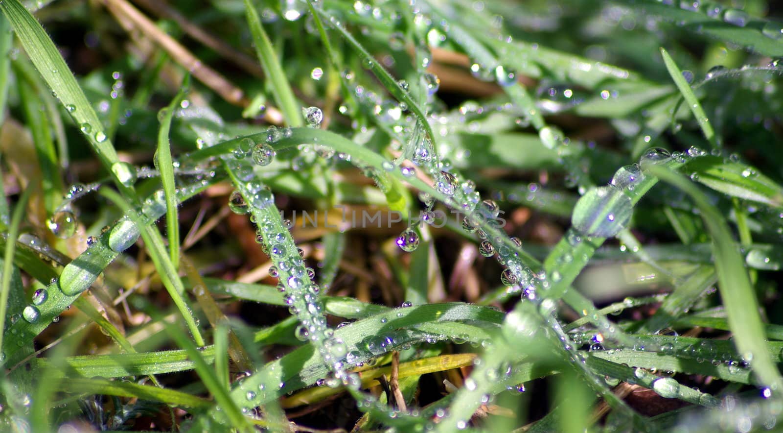 Water droplets glistoning in the sun on blades of grass.