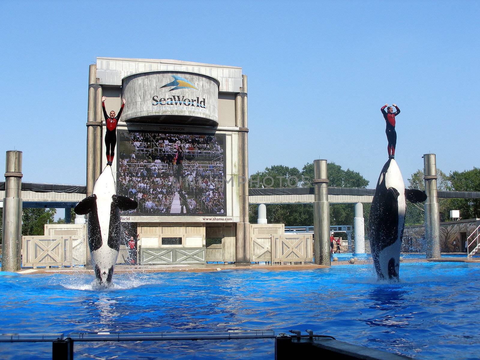 2 Killer Whales jumping up in Shamu show in Seaworld.