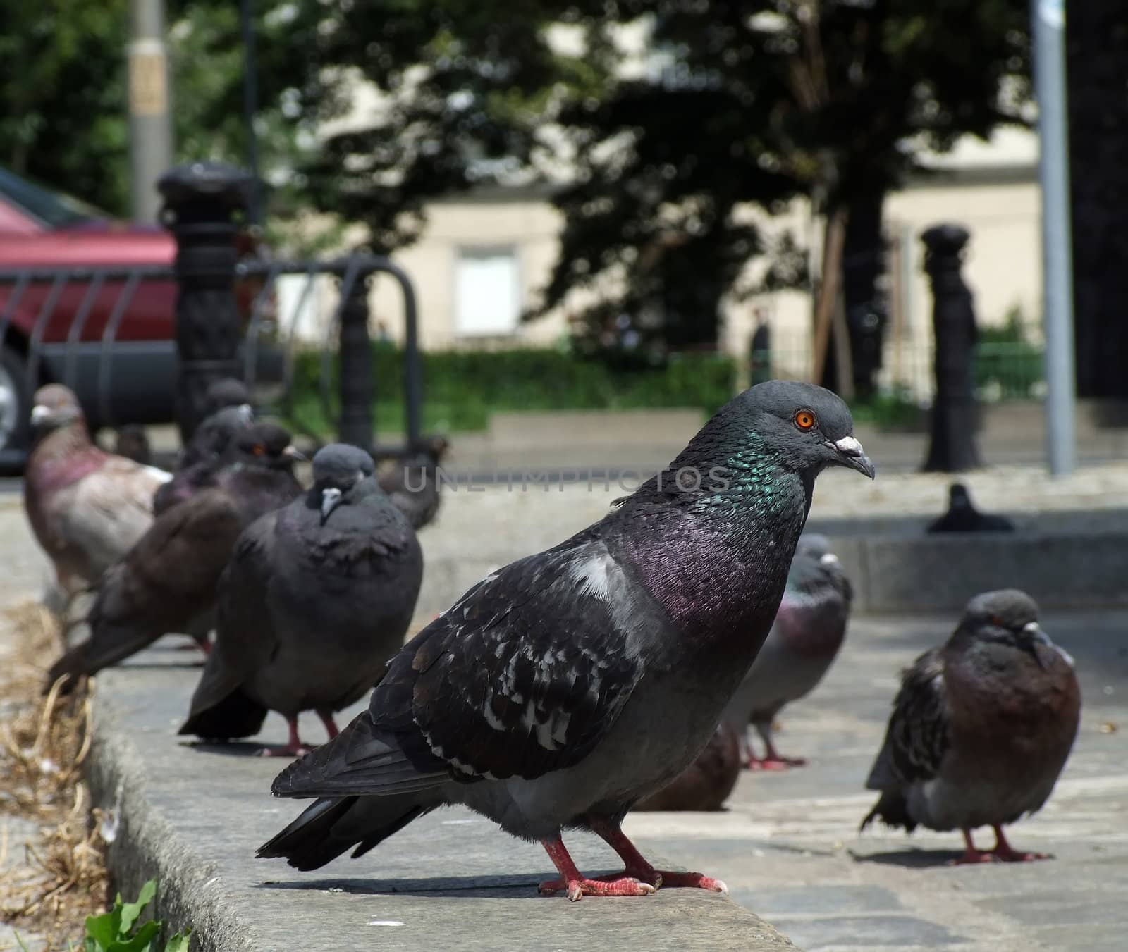 pigeons by anki21