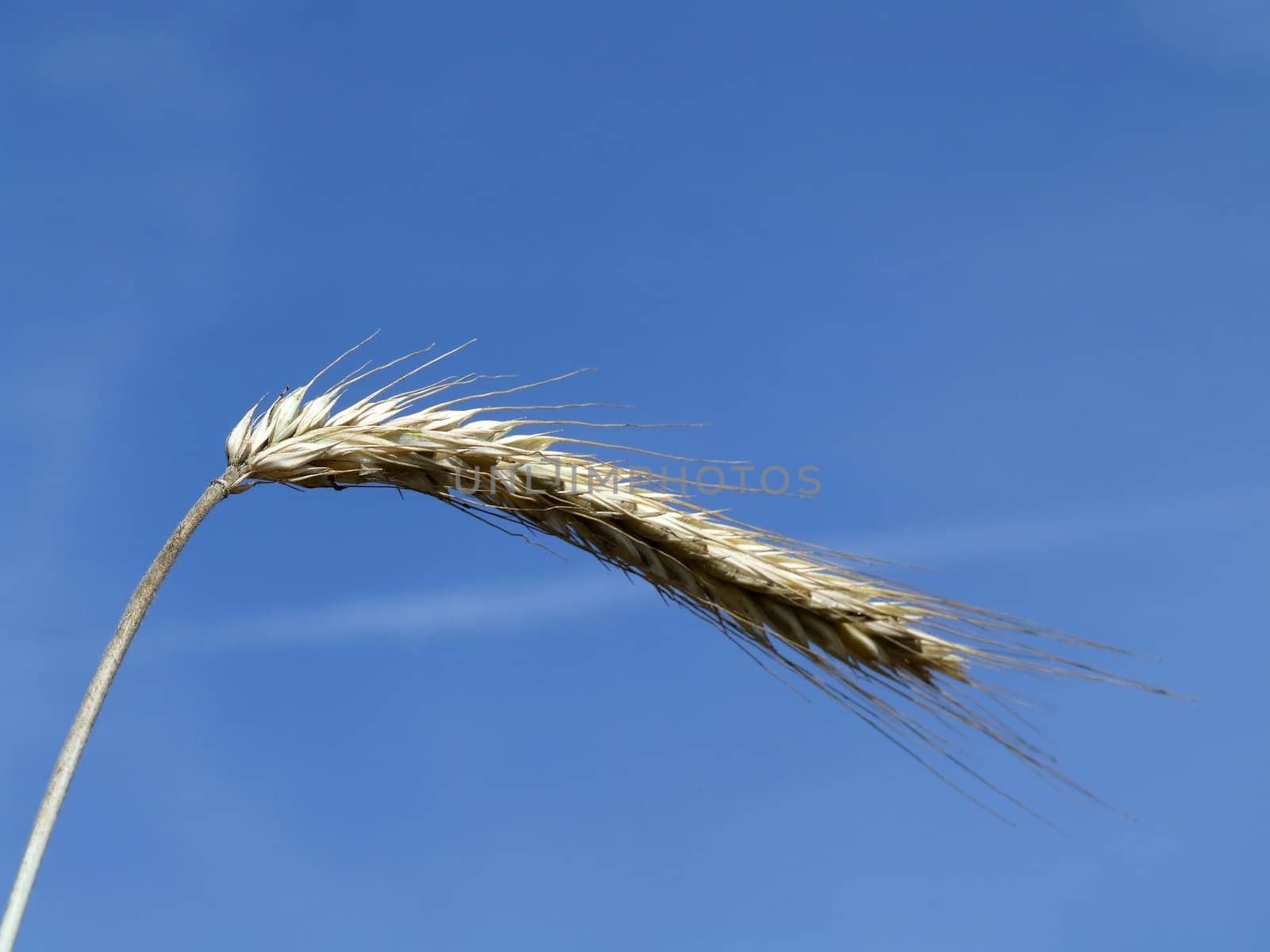 A photo of wheat in summertime