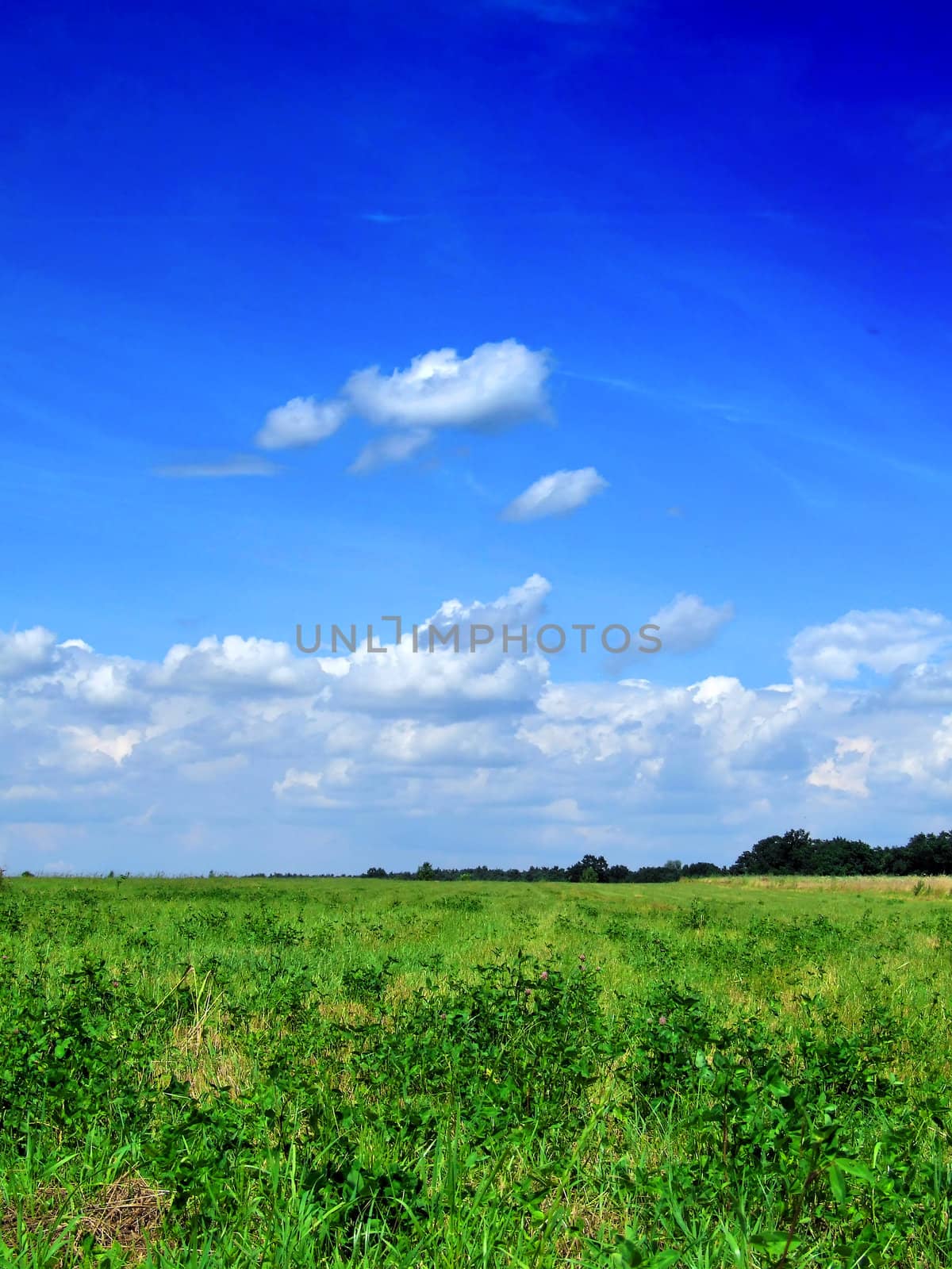 fresh green grass with bright blue sky by anki21