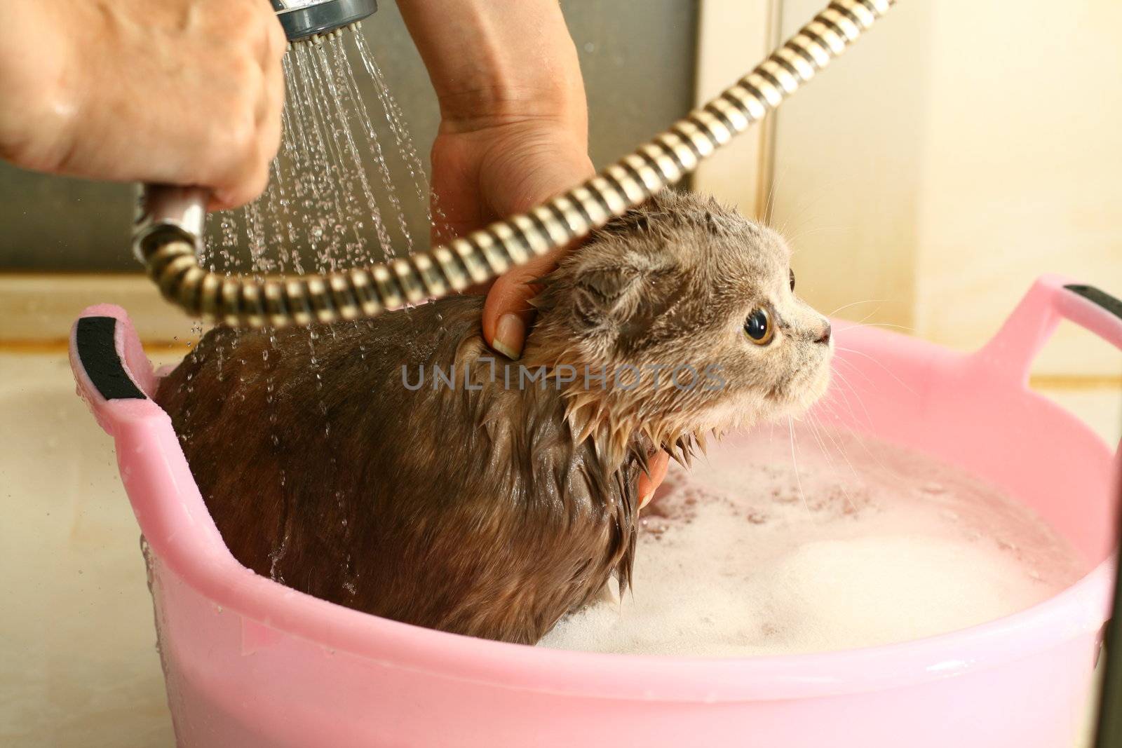 wash cat under water wet 