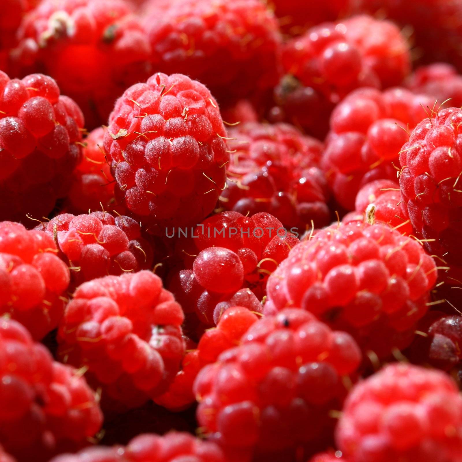 red raspberry background macro close up