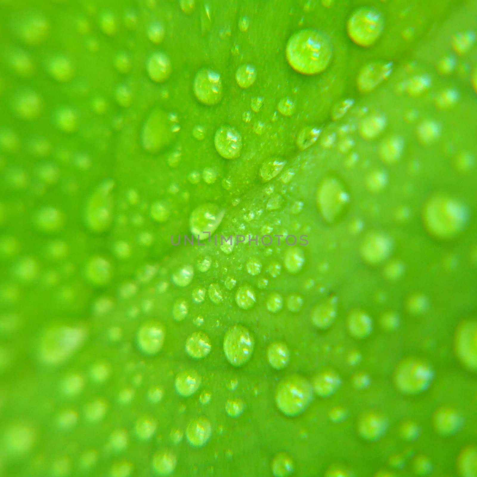 water drops on green leaf by anki21