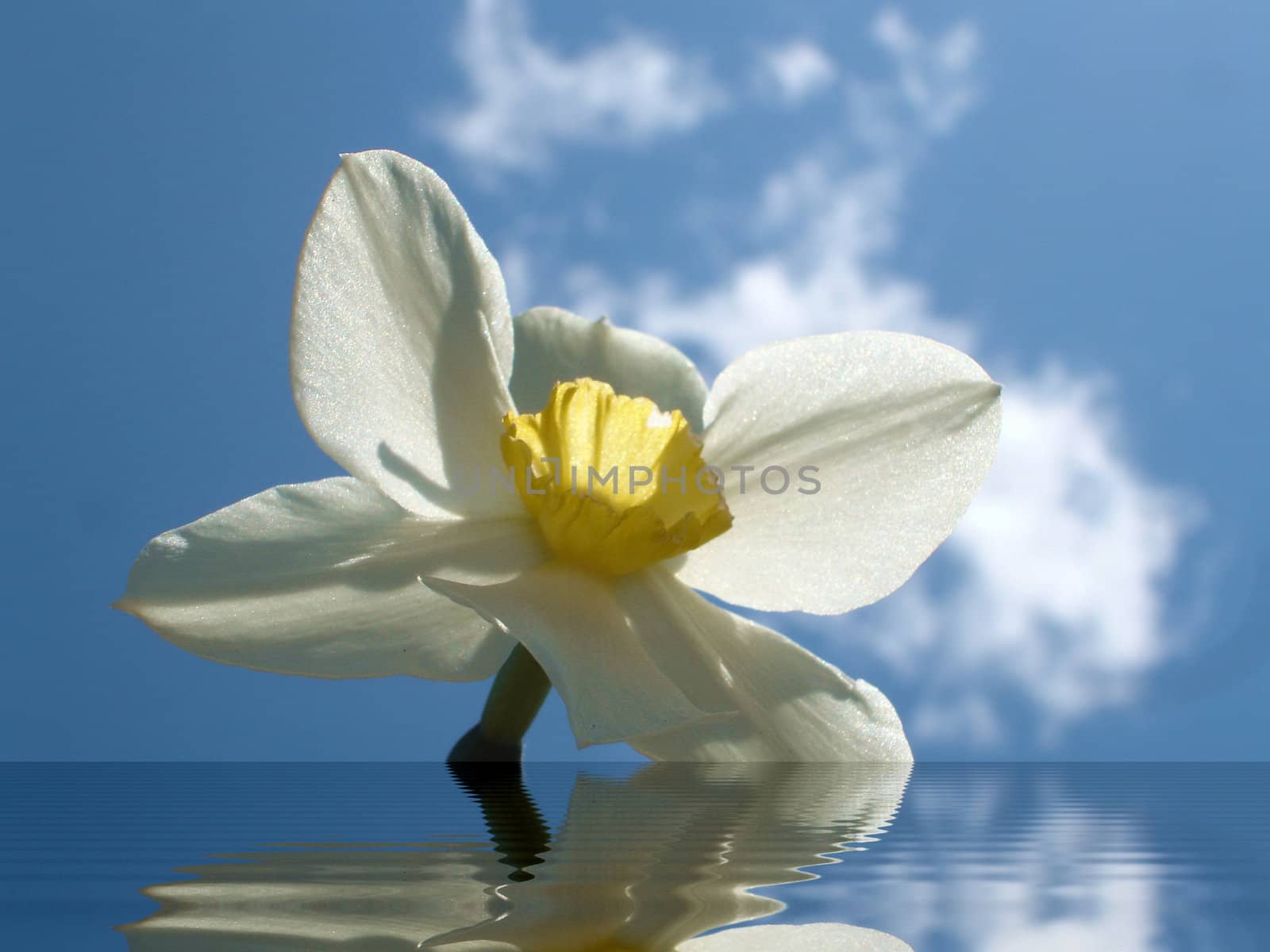 Flower on background sky, narcissus                               