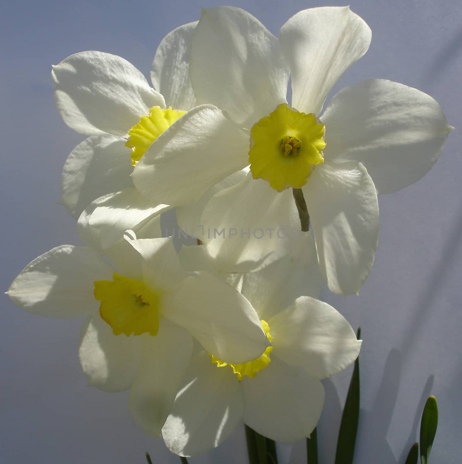 Narcissuses by Bizon