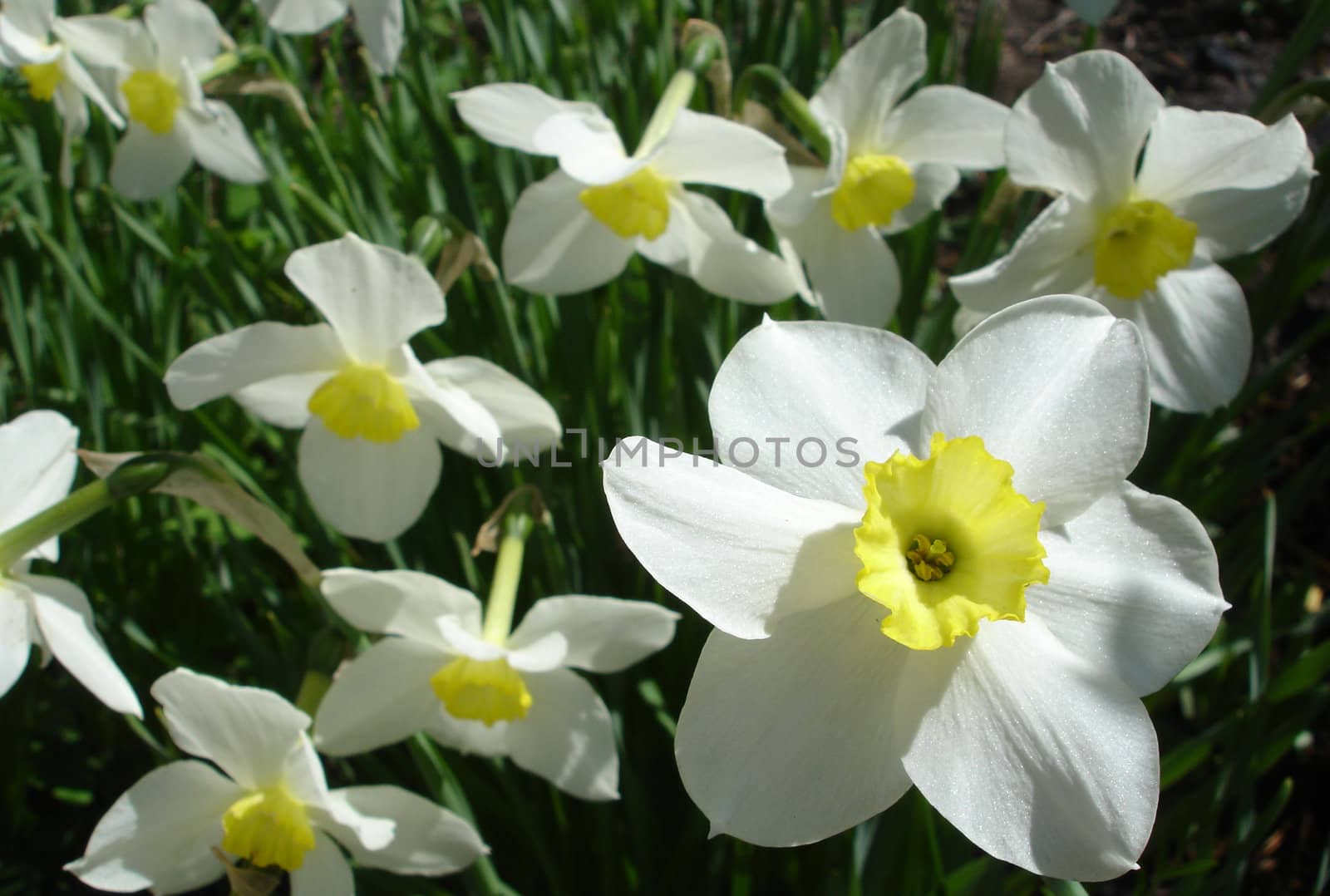 flowerses on glade, narcissuses                               