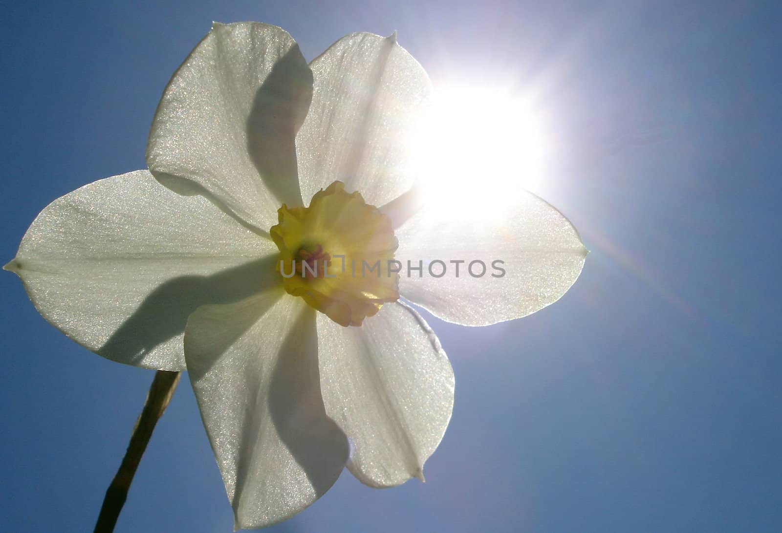 flower on background sky, narcissus                               