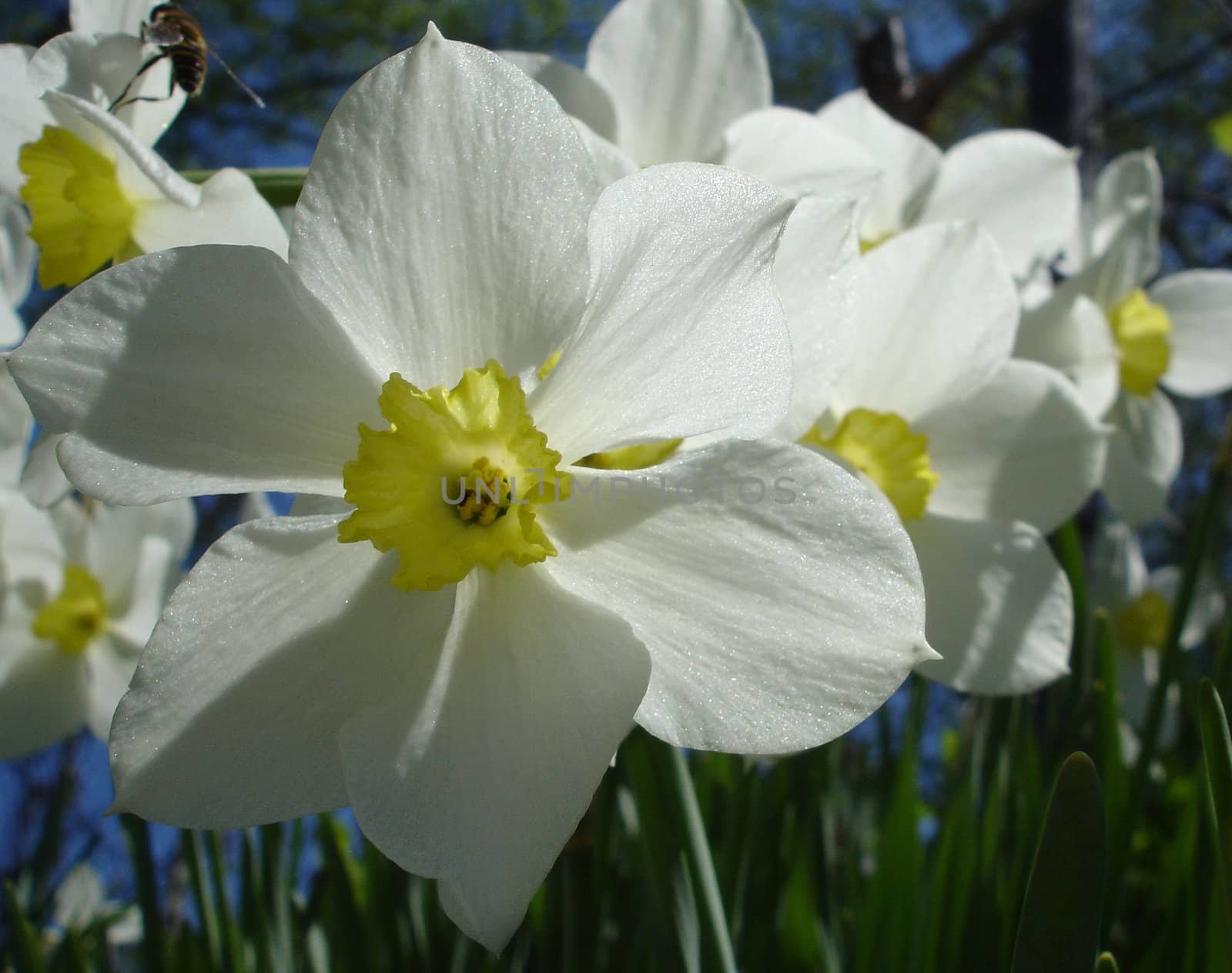 Flowerses on background sky, narcissus                               