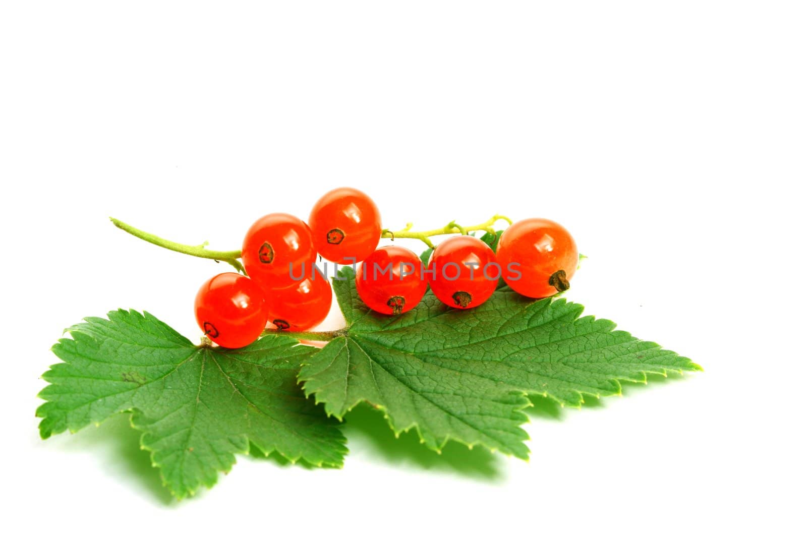 red currant and green leaf isolated on white background