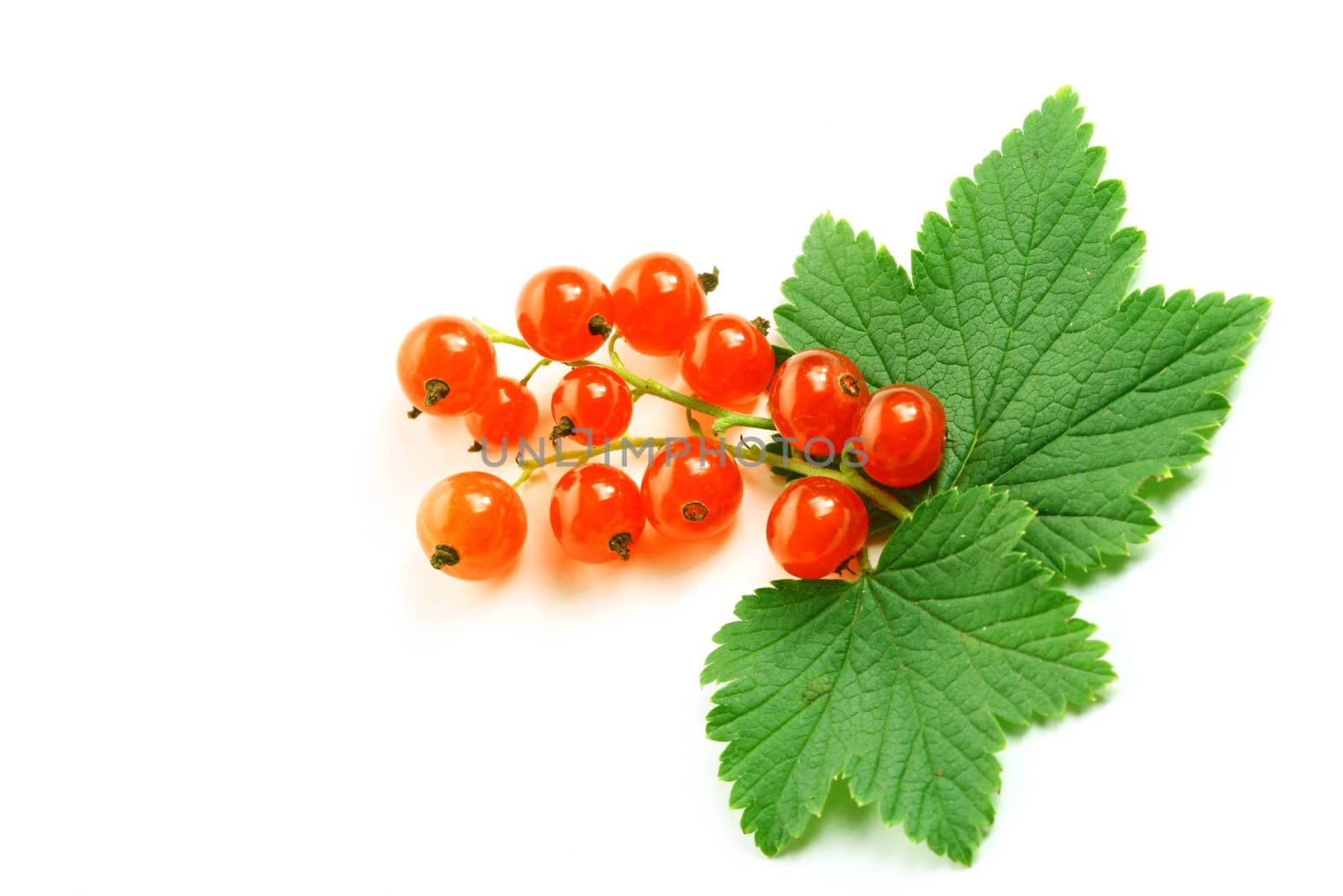 red currant and green leaf isolated on white background