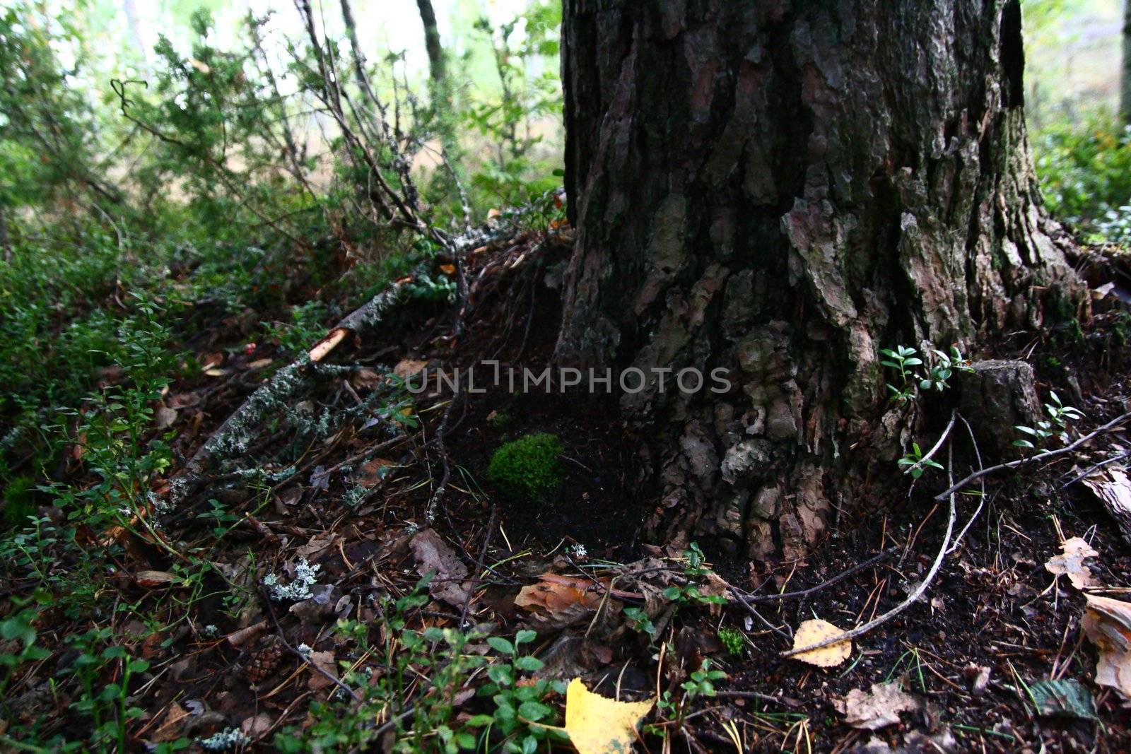 tree root nature background