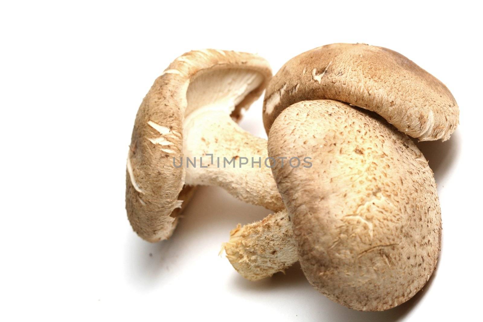 shiitake mushrooms isolated on white background
