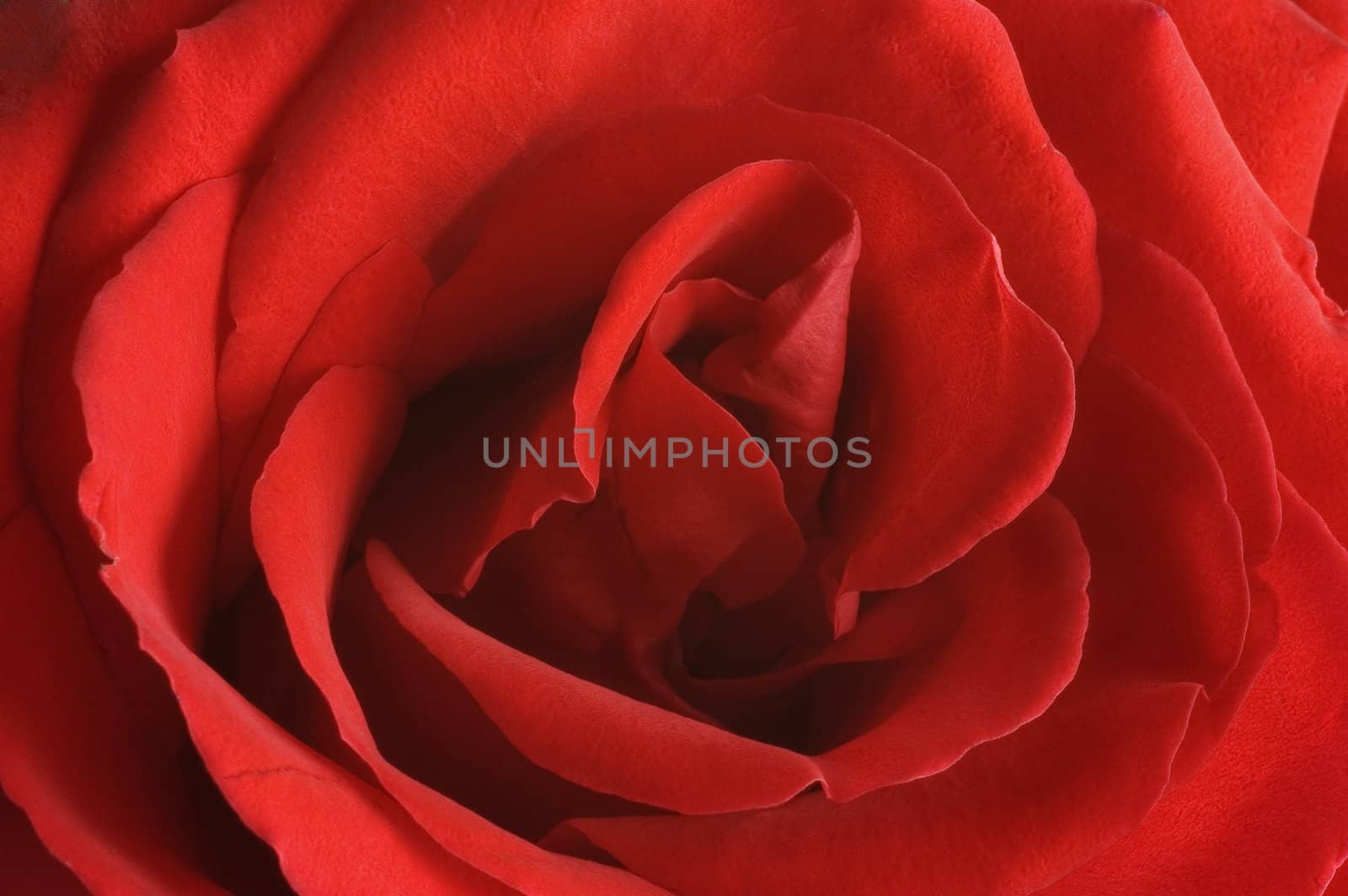 Close-up of a red rose petals