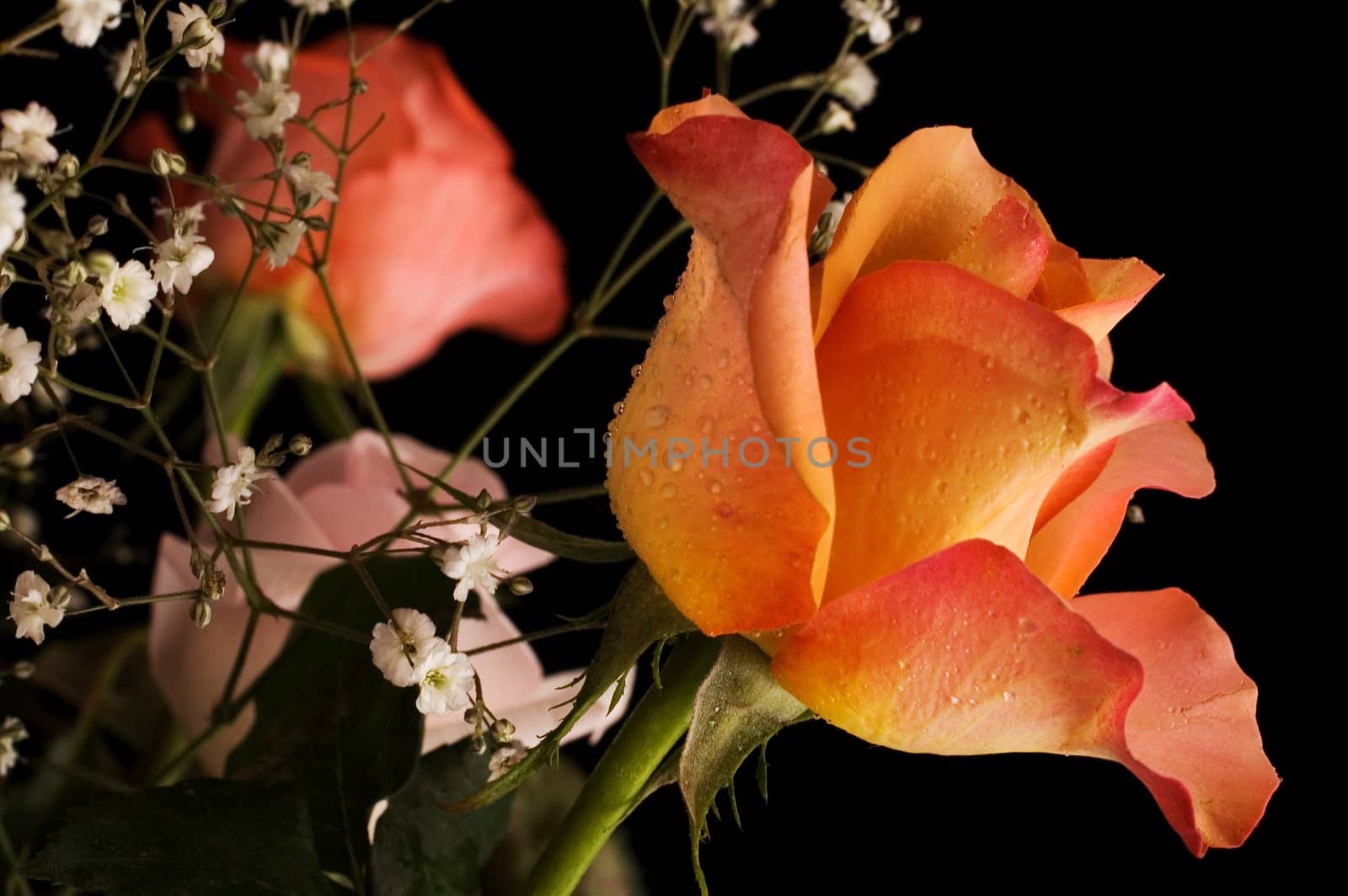 Rose in a bouquet  with droplets on black background with shallow depth of field