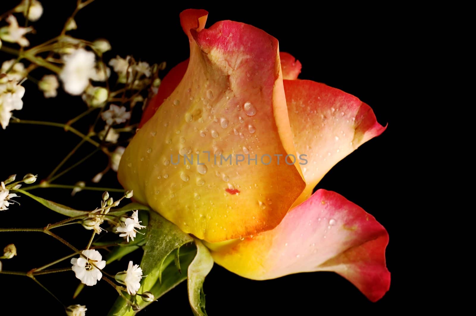 Rose on black background by sil