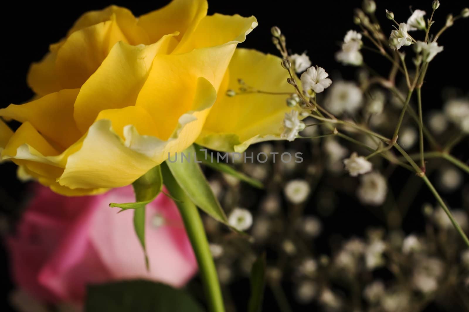 Yellow rose in a bouquet on black background with shallow depth of field