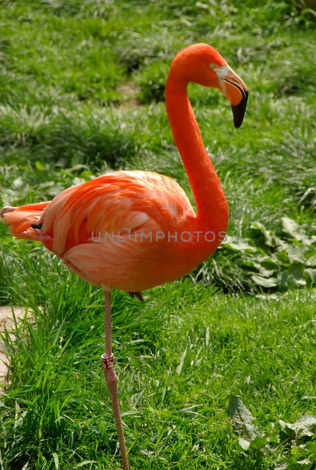 flamingo on a bright sunny day