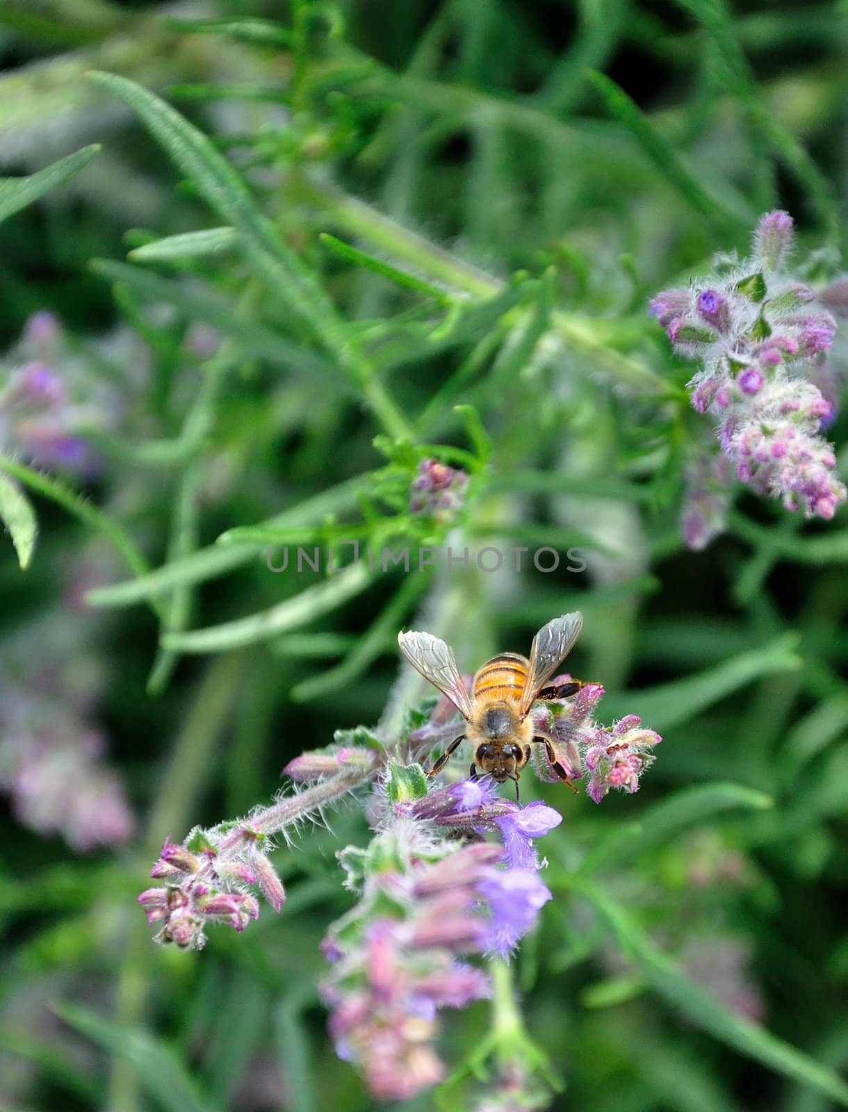 A bee flies around a purple wildflower.