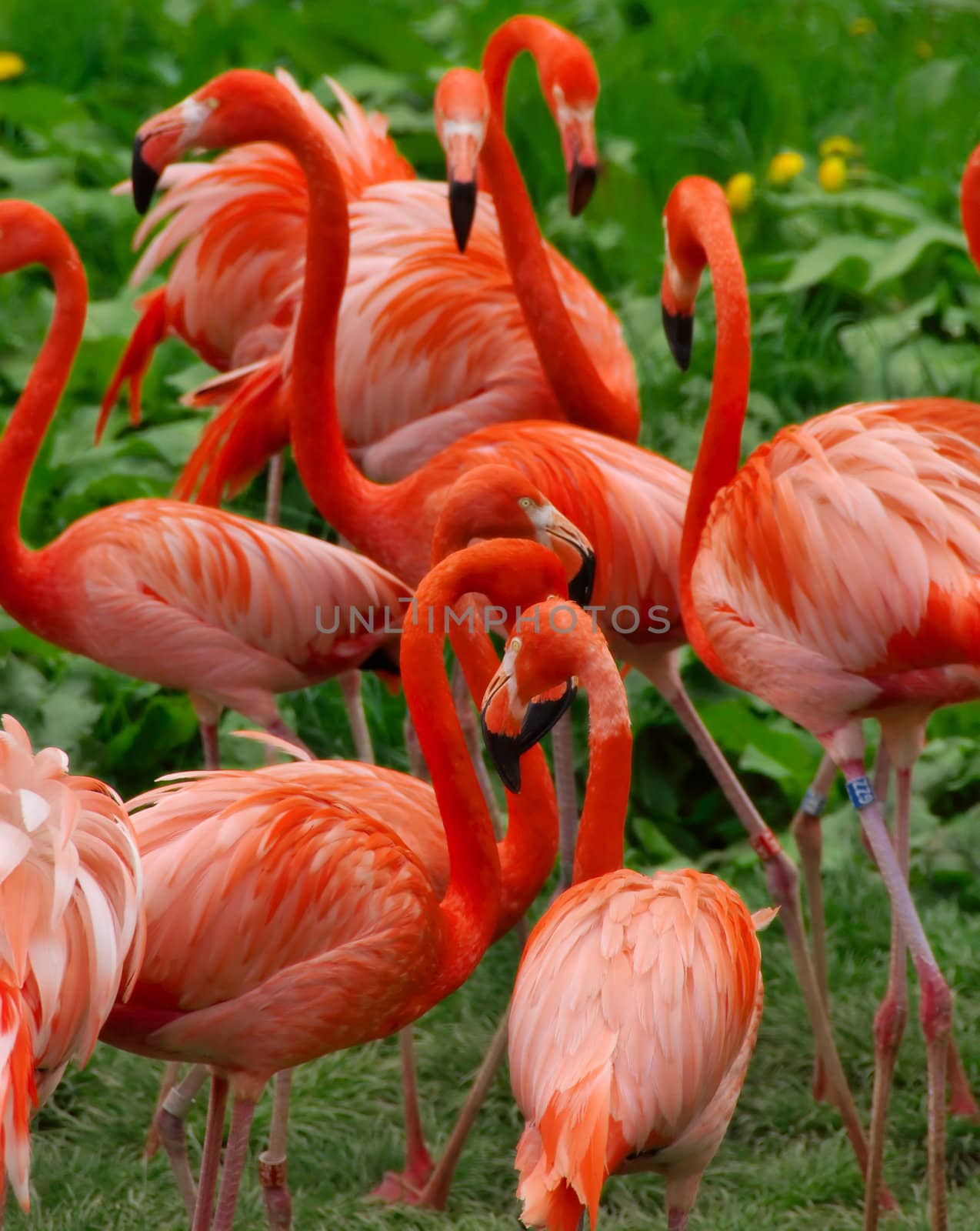 A flock of flamingos on a bright sunny day