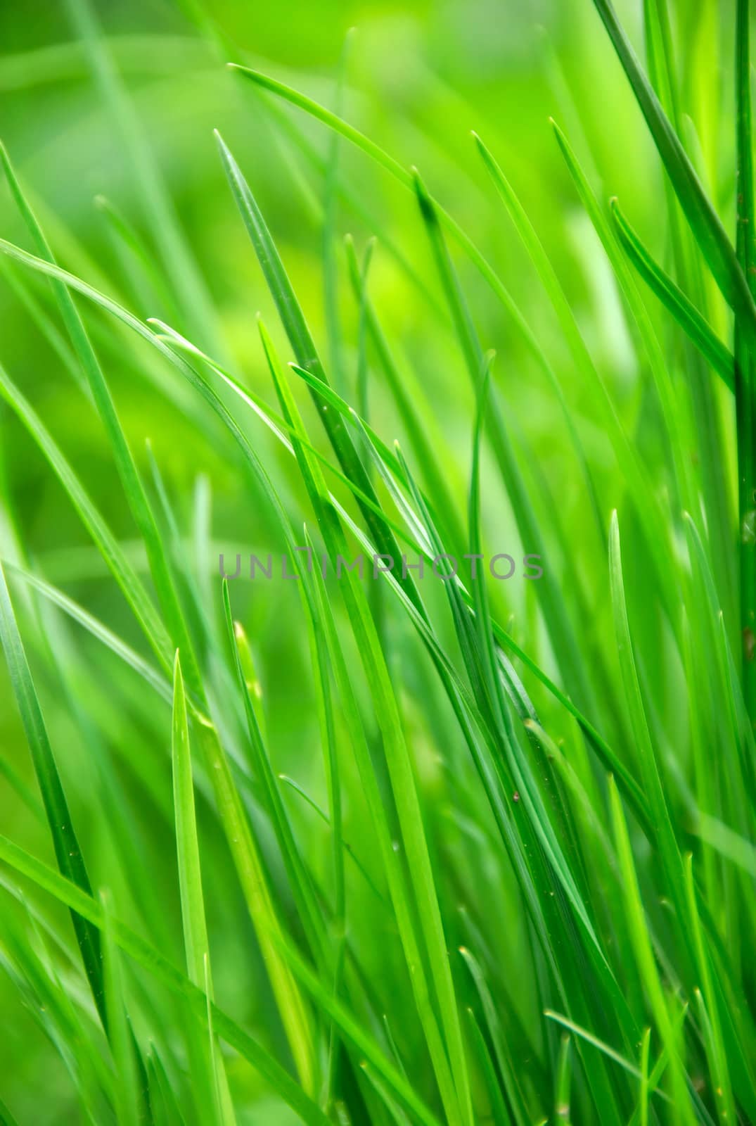 green grass in summer sun