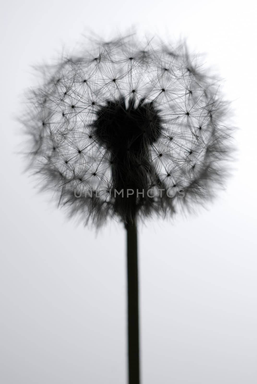 Blow-ball isolated on white, backlit