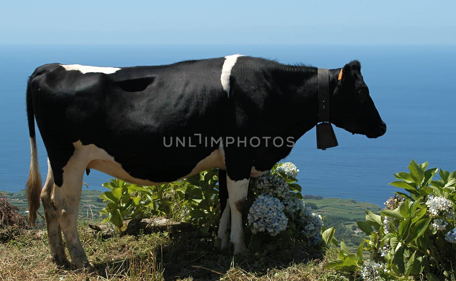 Cow with a view