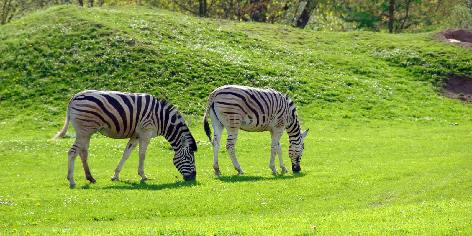 zebras on a background of a beautiful landscape by anki21