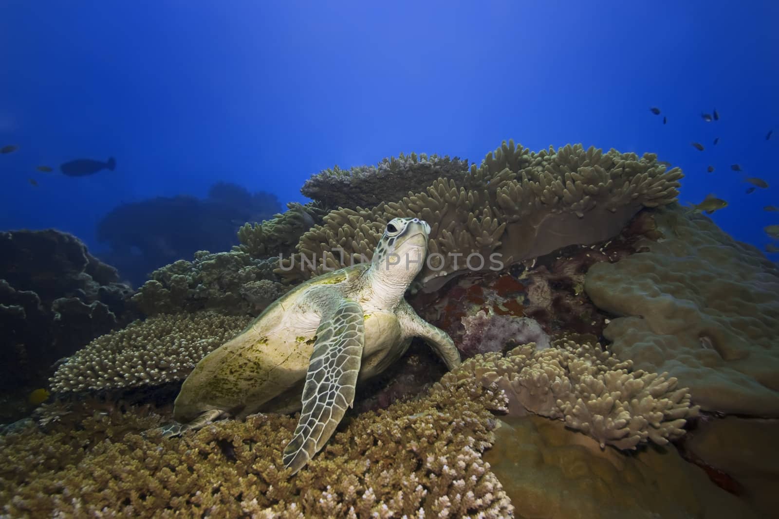 Green turtle underwater on a coral. Sipadan. Celebes sea