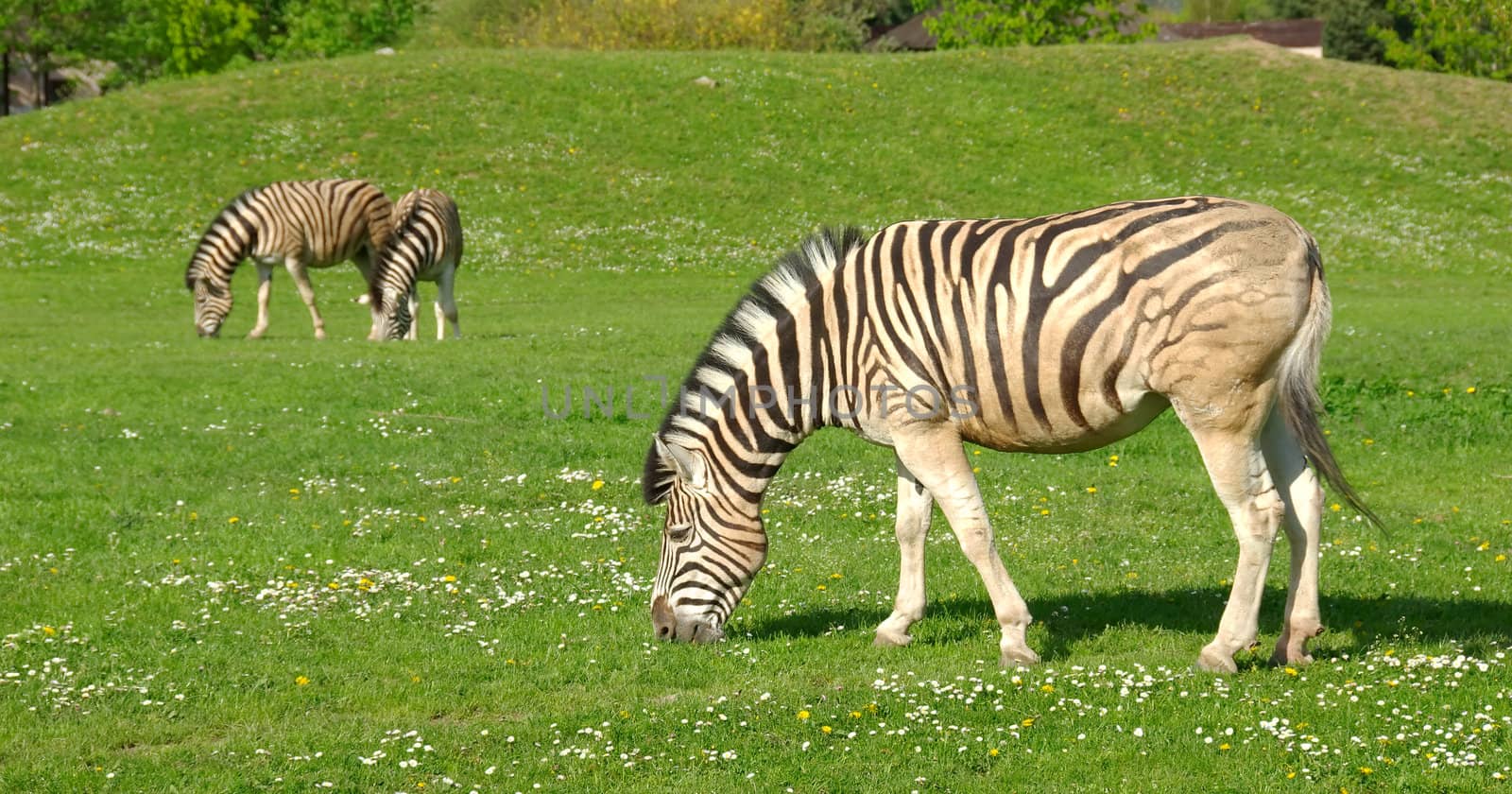 Zebras on a background of a beautiful landscape