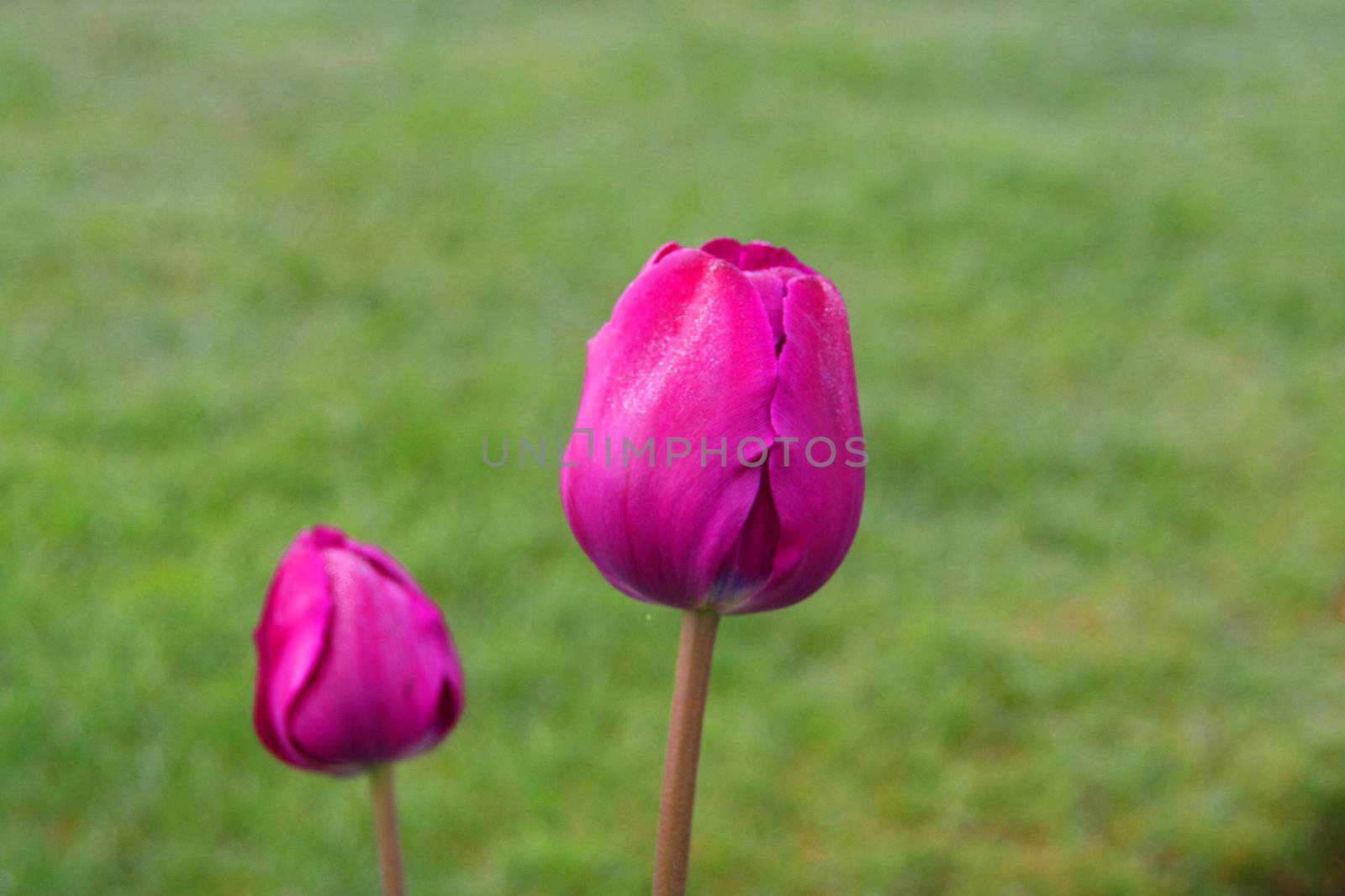 tulips flowers of the spring