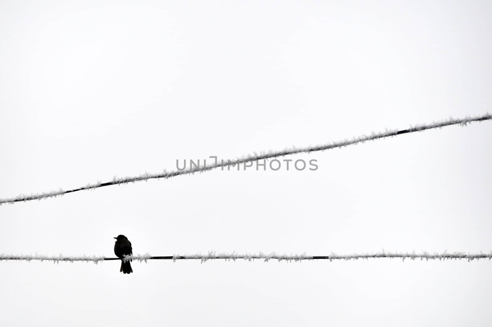 One bird on electric wire
