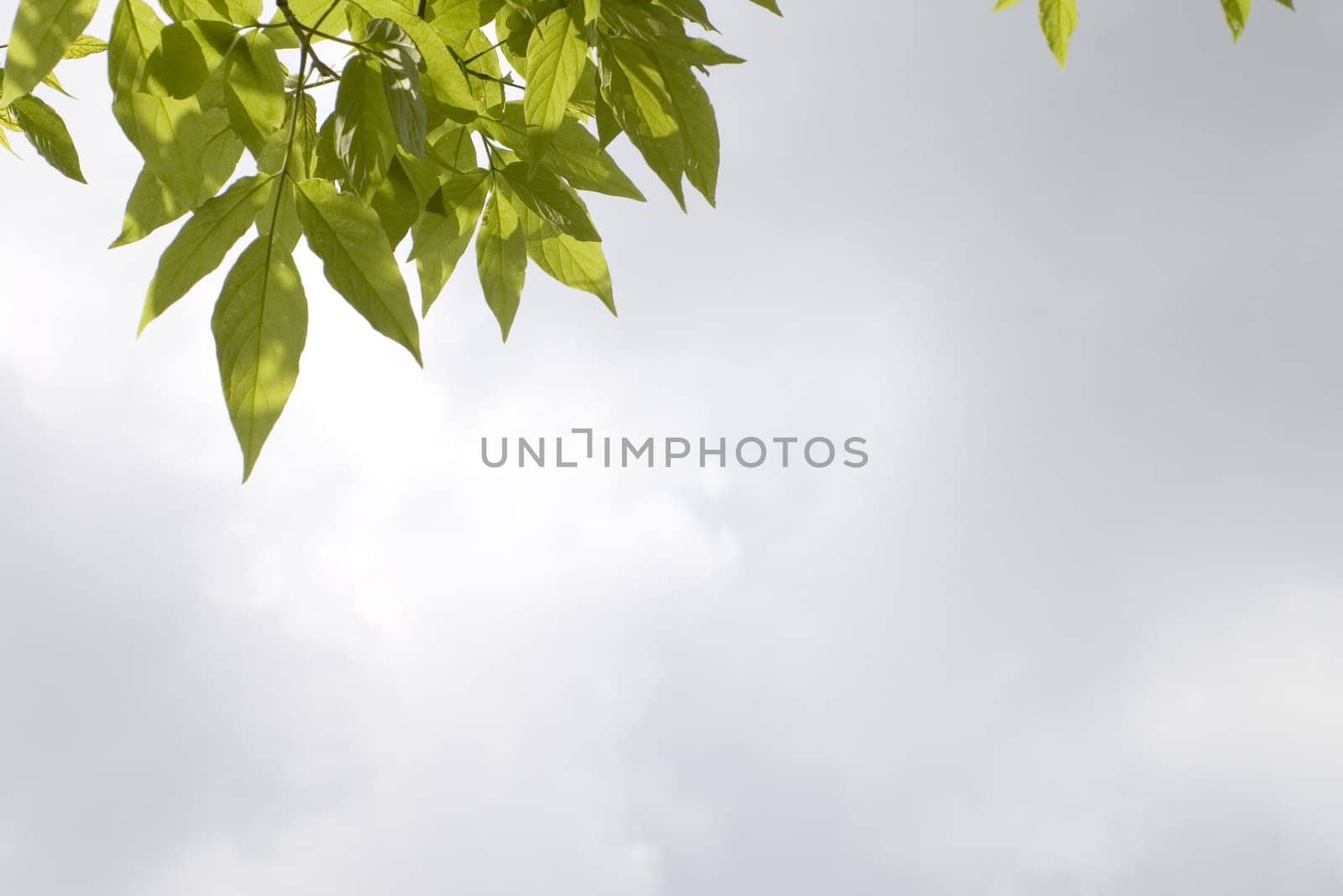 green leaves, shallow focus on clouds background