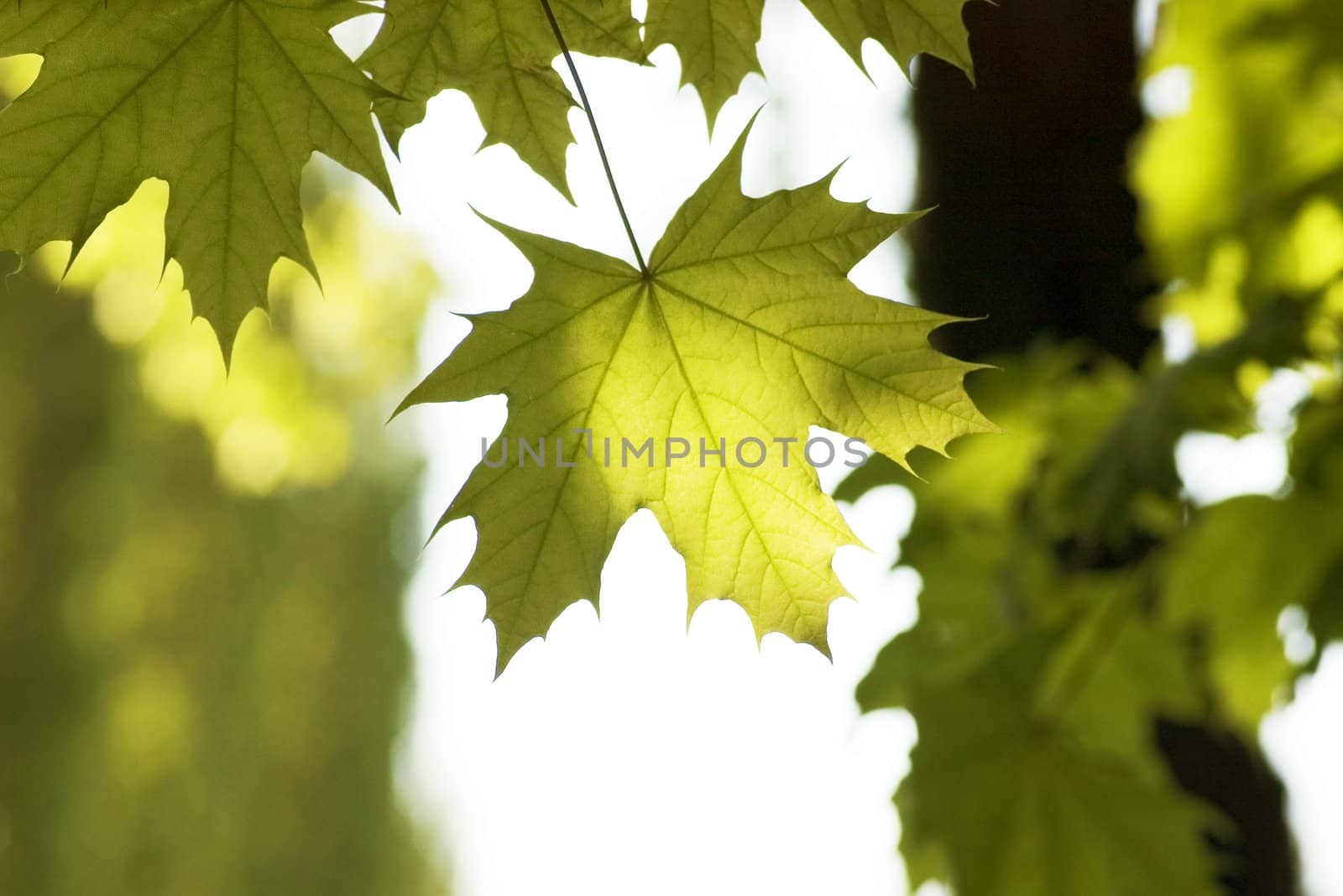 green leaves, shallow focus, leaves of maple