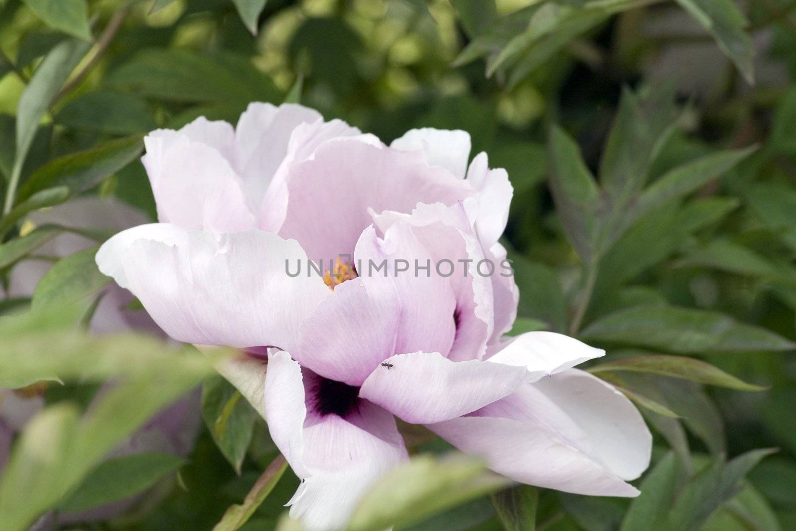 rose Peony on green background

