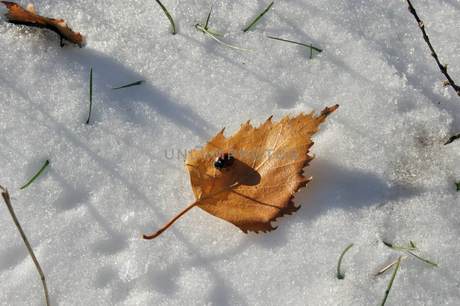 ladybug on the autumn leaf in winter