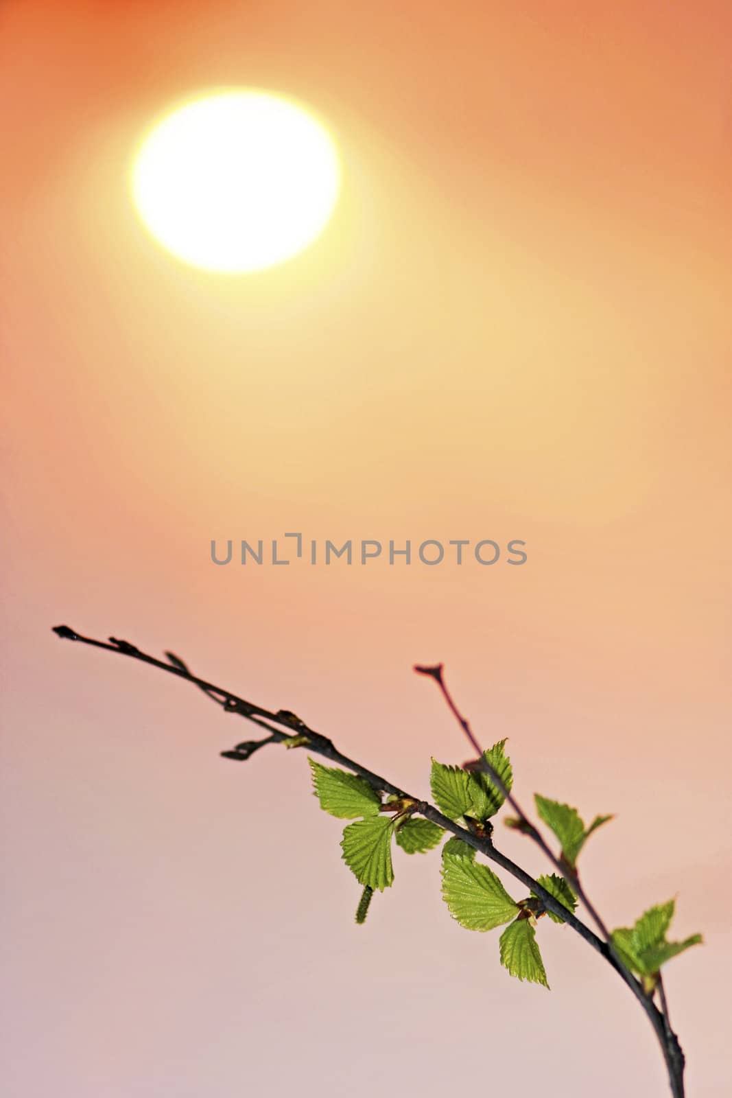 Tree and sun by AlexKhrom