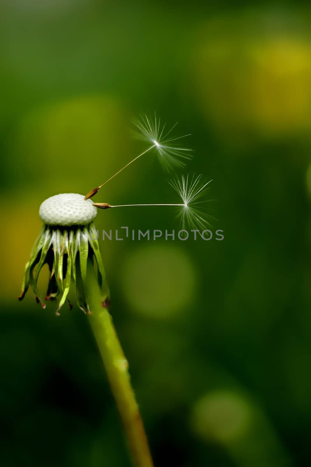 Two Dandelion seeds hanging on for dear life. 