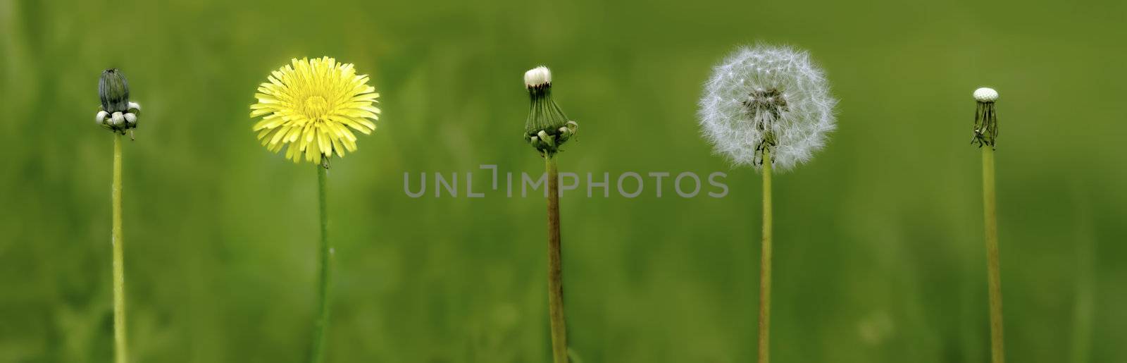 evolution period to lifes of the dandelion