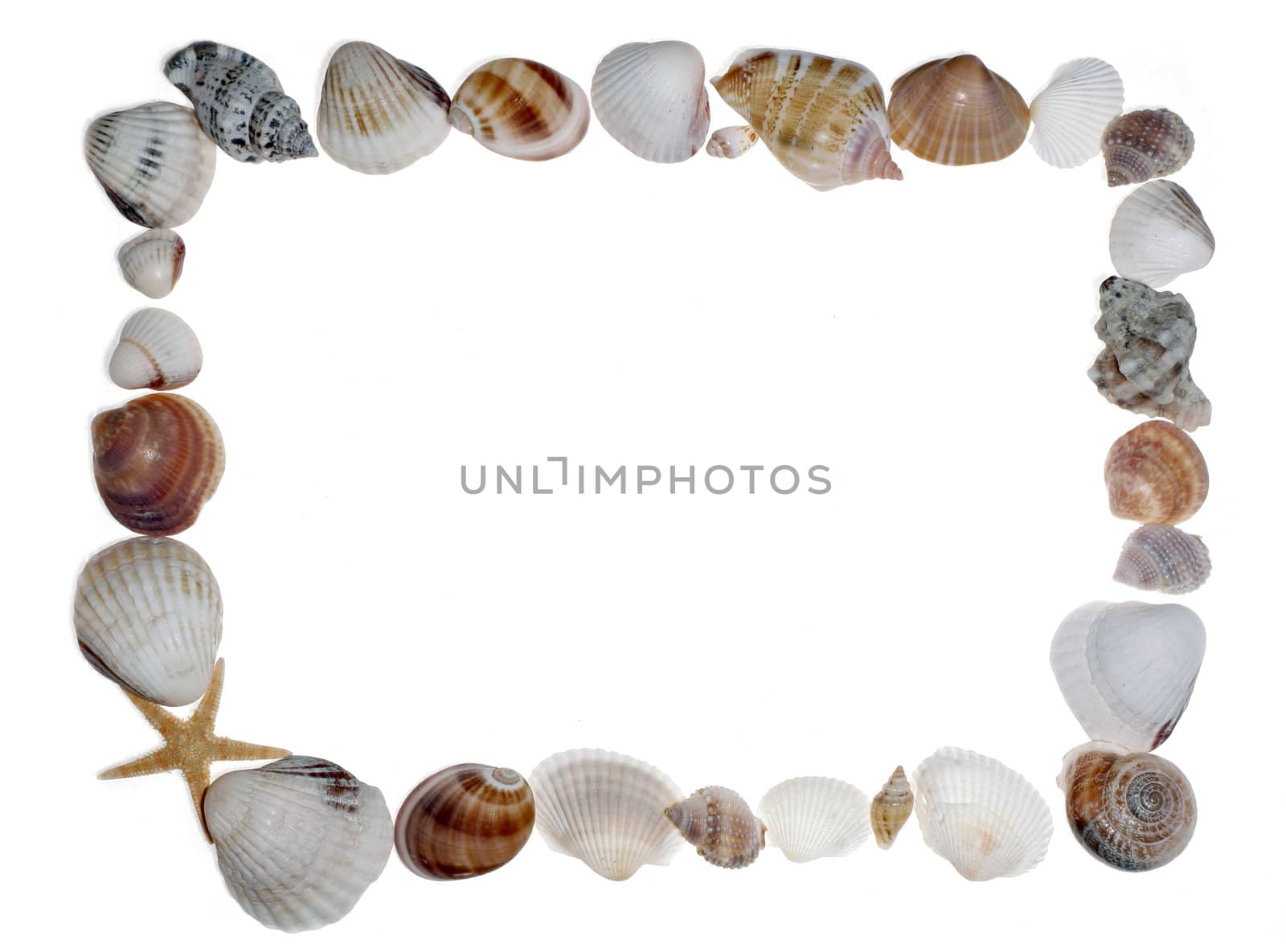 frame of sea shell  on white background