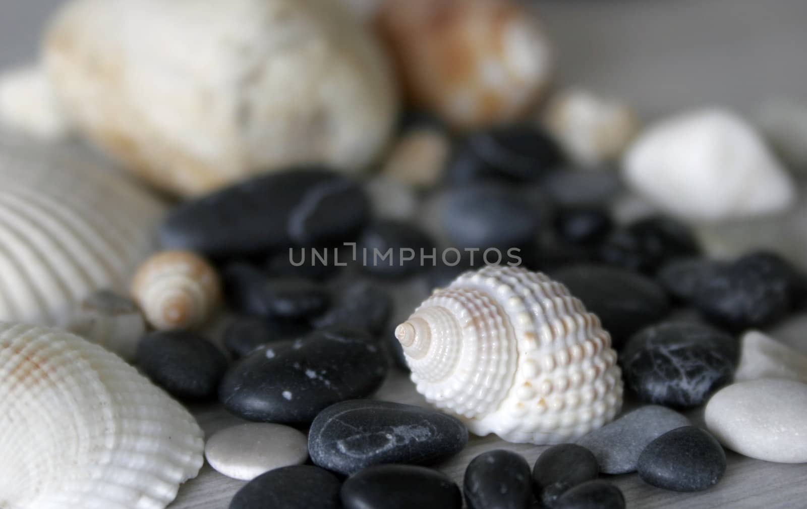 good shells and stones still life
