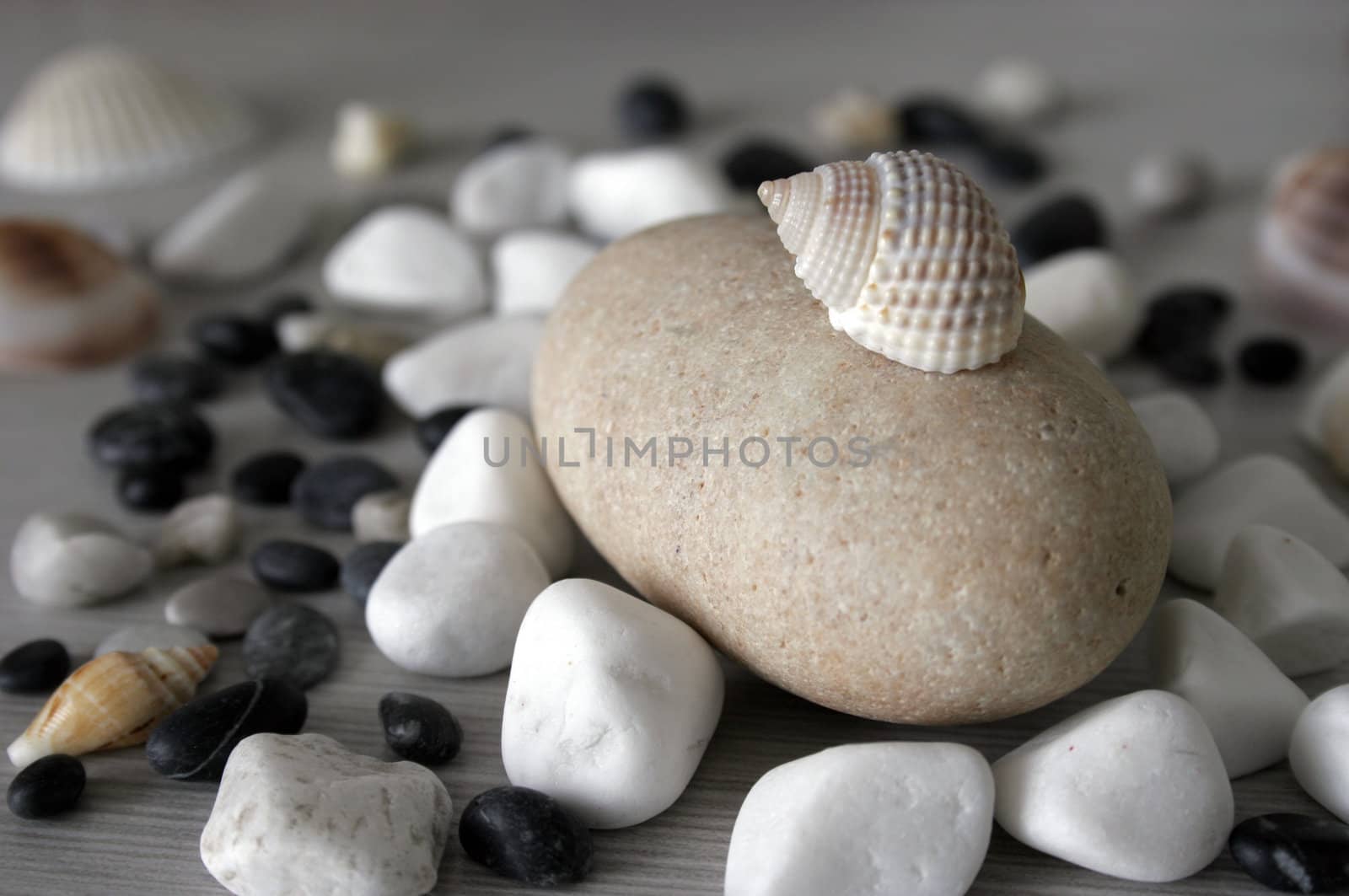 good shells and stones still life
